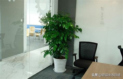 辦公室小盆栽植物|辦公室植物養護全攻略